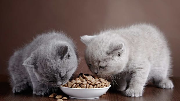 N. Dry Cat Food vs. Wet Cat Food Promo Image