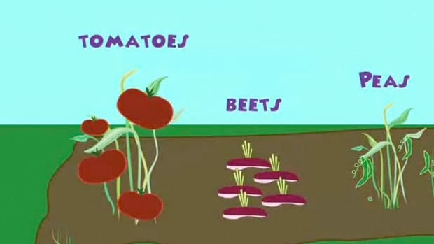 U. How to Rotate Vegetable Crops Promo Image