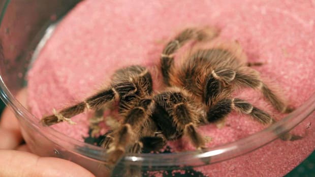 N. 5 Cool Facts & Care Tips for Red Rump Tarantulas Promo Image