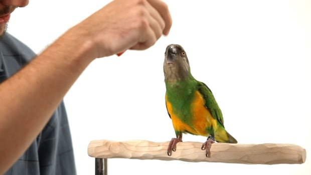 P. How to Teach Your Parrot to Nod Yes Promo Image