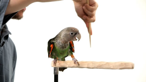 E. How to Target Train Your Parrot Promo Image