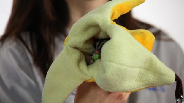 Z. How to Take Care of a Baby Sugar Glider Promo Image