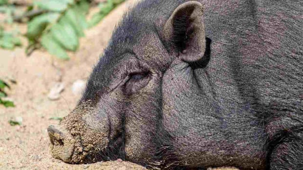 U. Common Pig Illnesses Promo Image