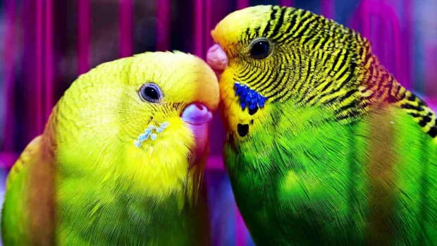 ZG. How to Determine a Pet Bird's Sex Promo Image