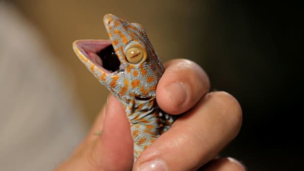 ZF. 3 Cool Facts about Tokay Geckos Promo Image