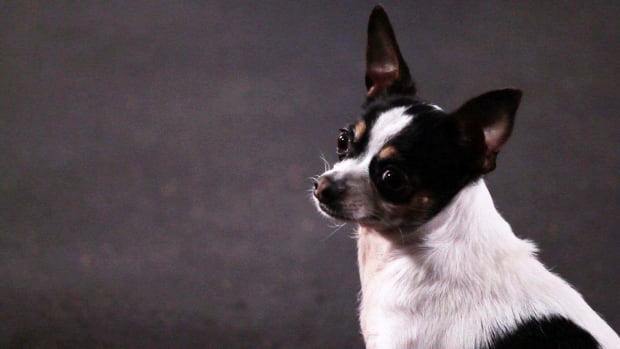 E. How to Teach a Chihuahua a Few Dog Tricks Promo Image