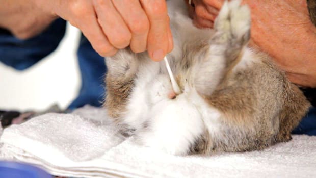 ZN. How to Clean a Pet Rabbit's Scent Glands Promo Image