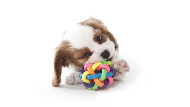 E. How to Pick the Right Supplies & Equipment for Your Puppy Promo Image
