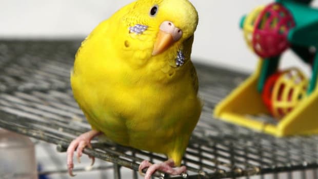 ZL. What Are Common Pet Bird Illnesses? Promo Image
