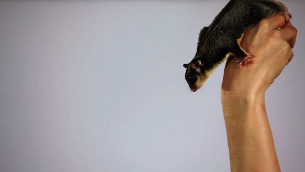 P. What You Should Not Do with a Sugar Glider Promo Image