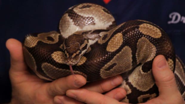 H. How to Take Care of a Ball Python Promo Image