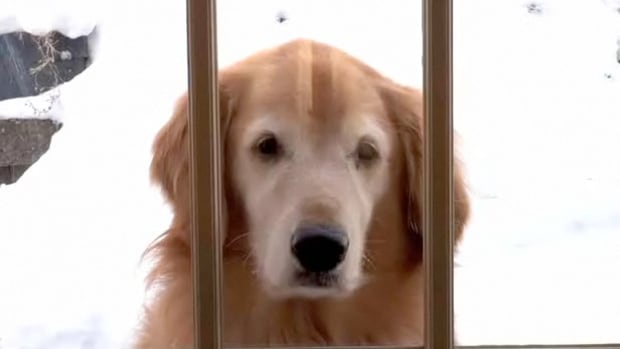 P. How to Train a Guard Dog Promo Image