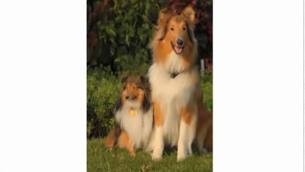 Q. Pros & Cons of the Collie Breed Promo Image