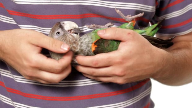 H. How to Hold a Parrot Promo Image