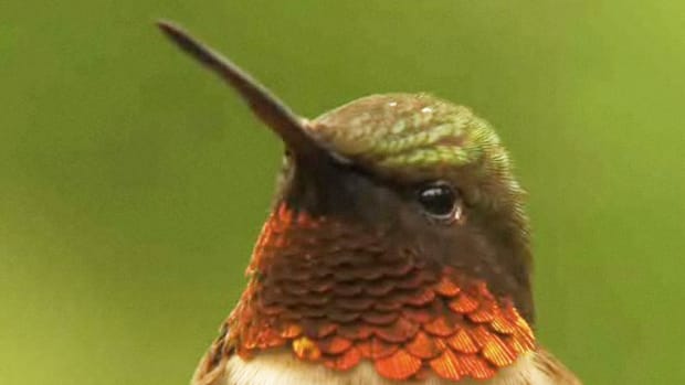 P. How to Make Hummingbird Food Promo Image