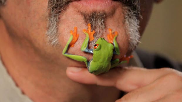 H. 5 Care Tips for Red-Eyed Tree Frogs Promo Image