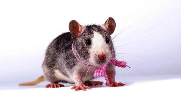ZF. Male vs. Female Pet Rats Promo Image