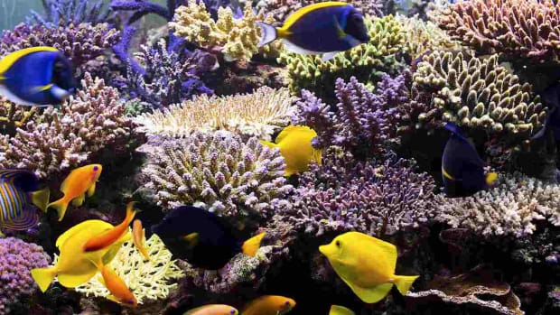 K. How to Pick Corals for a Fish Tank Promo Image