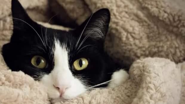 How To Get Cat To Eat Liquid Medicine How To Get Cat To Eat Liquid Medicine