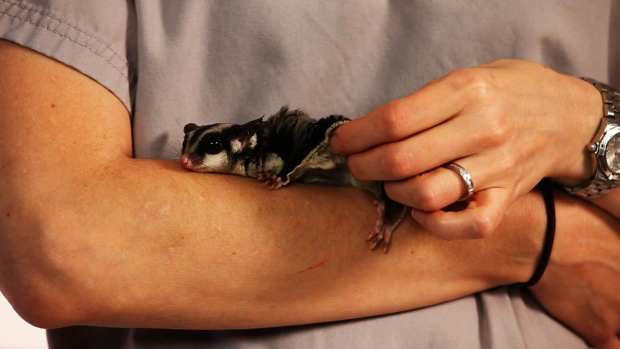 How to Take Care of a Pet Sugar Glider - Howcast