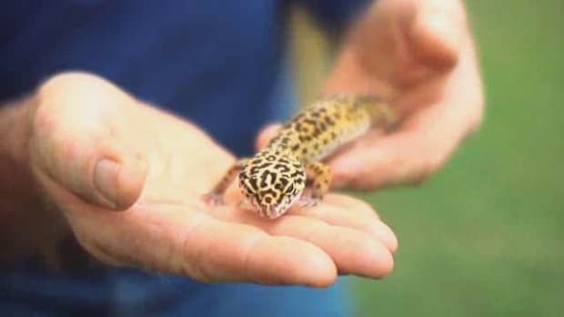 X. What Is a Leopard Gecko? Promo Image