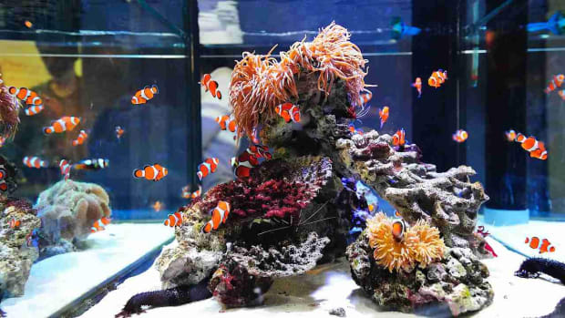 ZN. How to Clean Fish Tank Sand Promo Image
