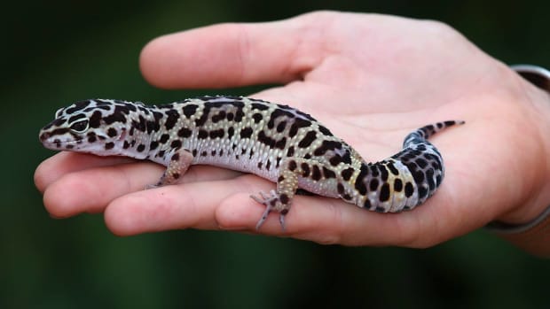 ZB. How Does a Leopard Gecko's Tail Function? Promo Image