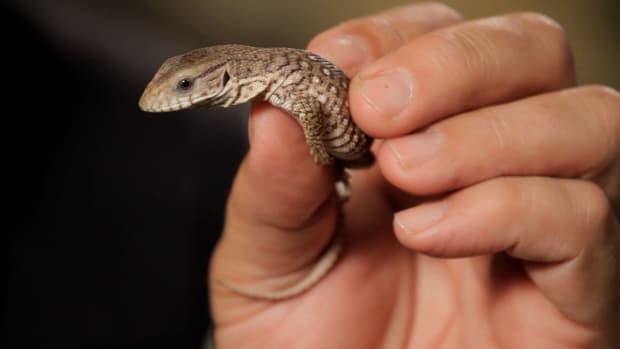 ZE. 5 Care Tips for Savannah Monitor Promo Image