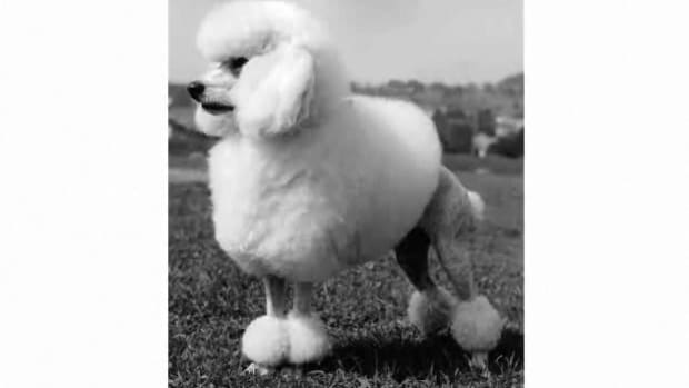 G. Pros & Cons of the Poodle Breed Promo Image