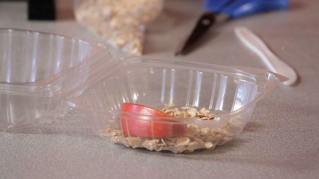 V. How to Make a Mealworm Habitat Promo Image