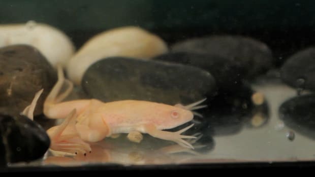 ZT. 3 Care Tips for African Clawed Frog Promo Image