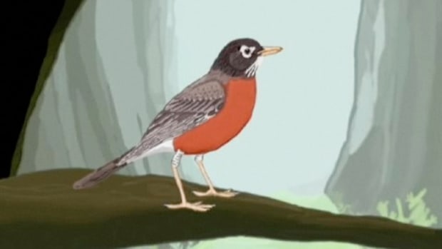 G. How to Identify Birds: American Robin Promo Image