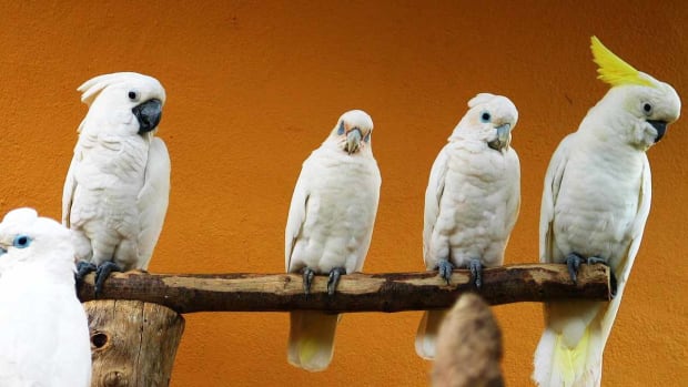 cockatoo parrot difference personality cockatoo parrot difference personality