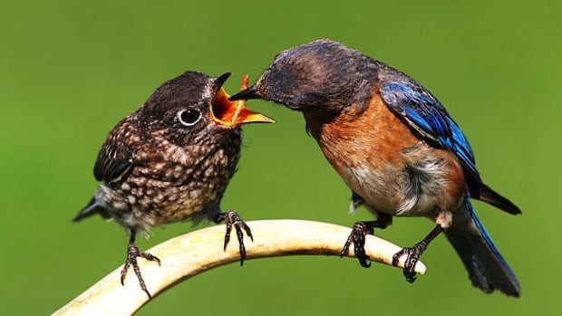 U. How to Feed a Baby Bird Promo Image