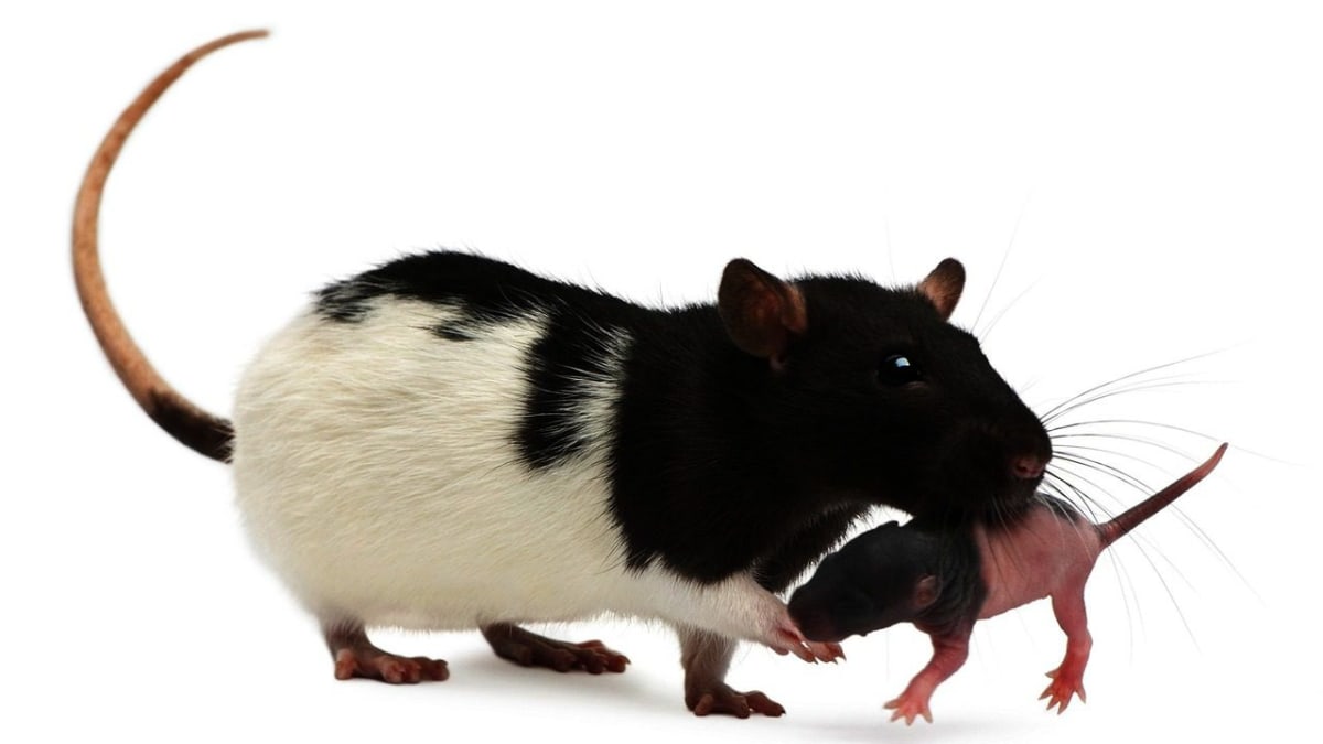 How to Take Care of a Baby Pet Rat - Howcast