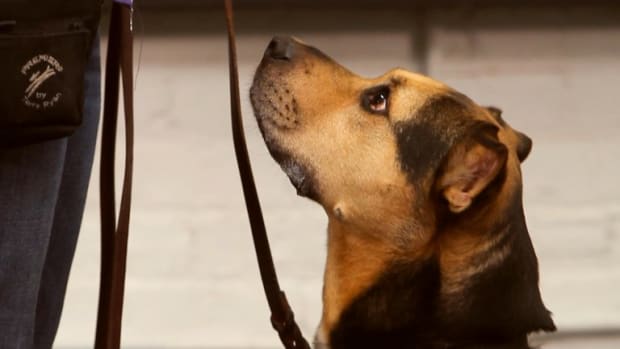 How to Teach Your Dog to Lie Down Howcast