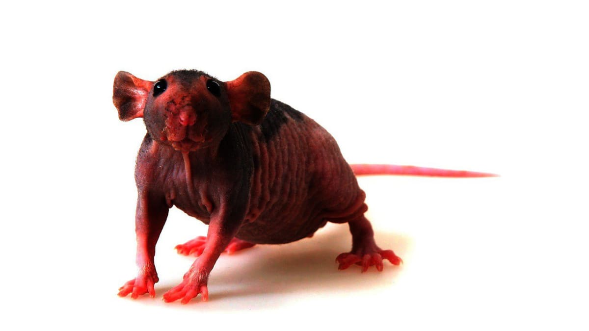 Hairless pet hot sale rat