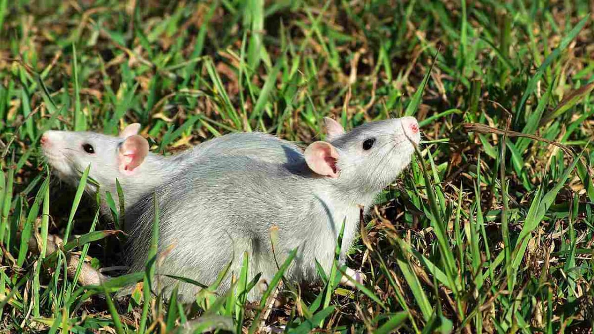 Pet rat 2024 leash