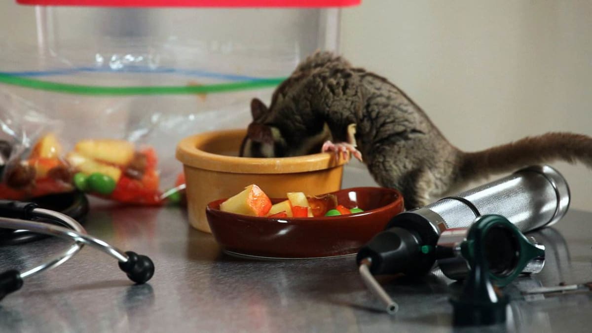 Sugar glider food sales bowl