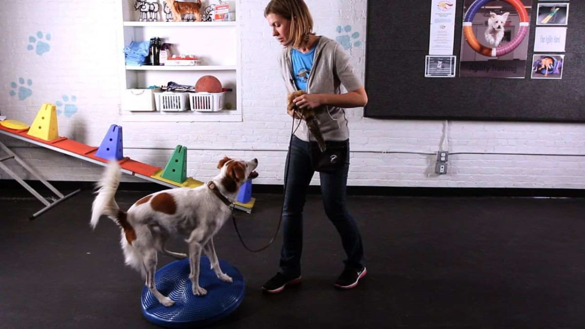 How to teach a dog tricks without treats shop