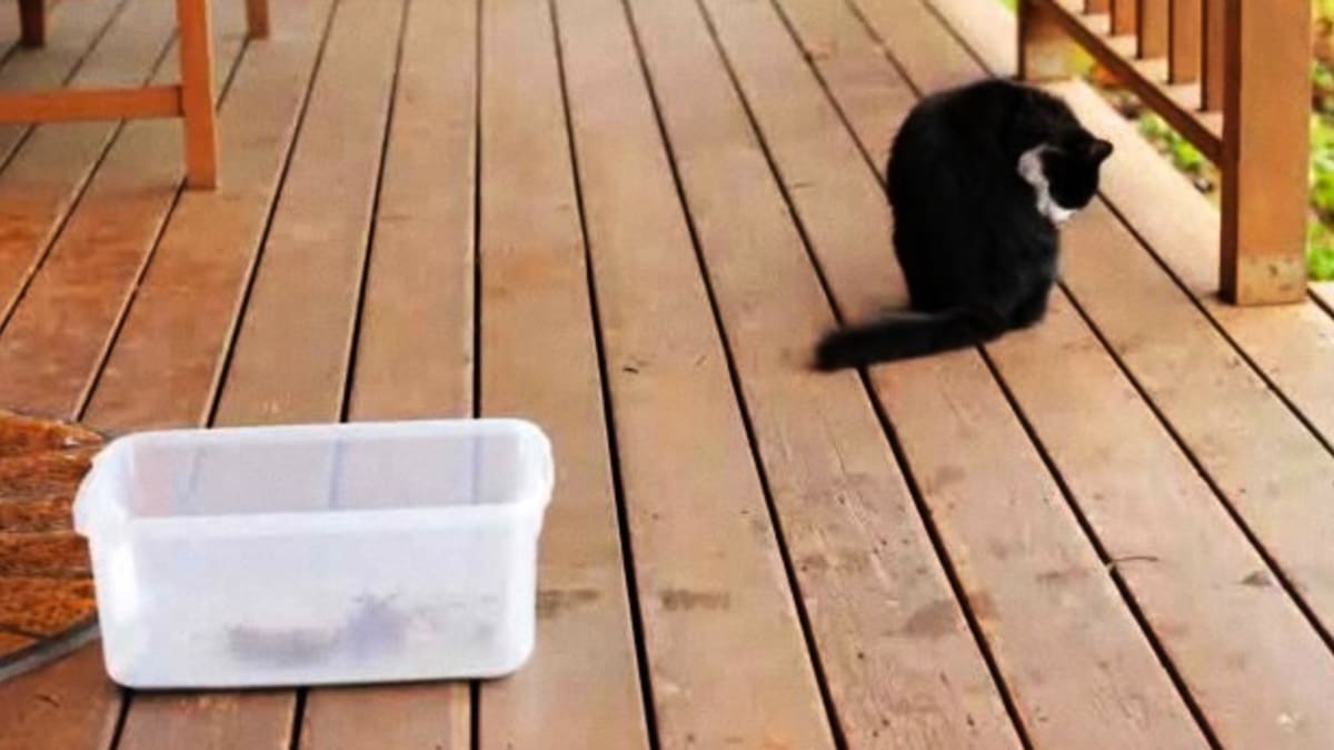 How to train a cat to go to the online bathroom outside