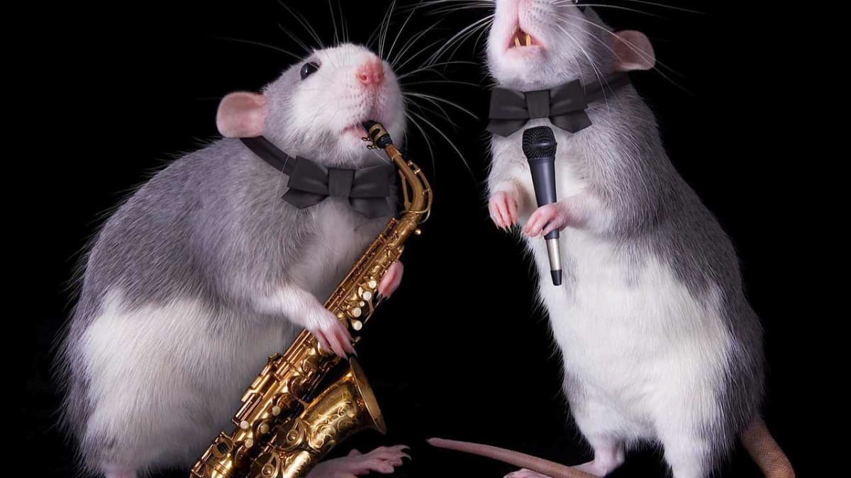 How to Train a Pet Rat Howcast