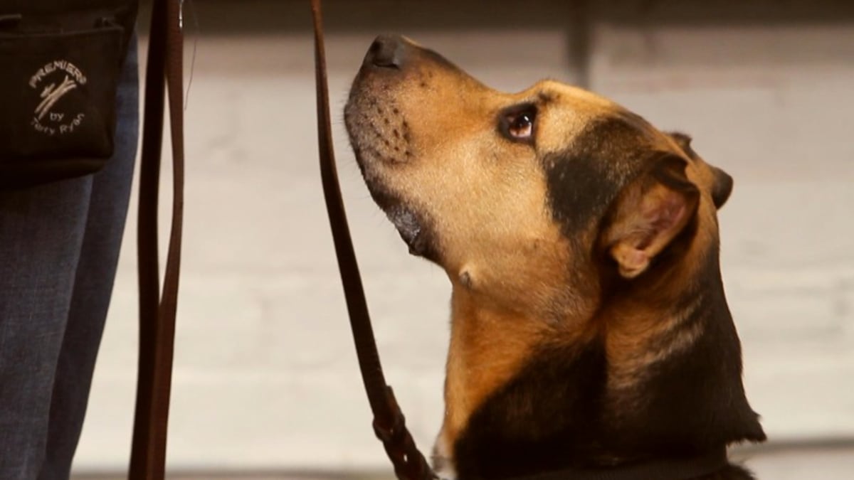 Teach your dog to heal cheap