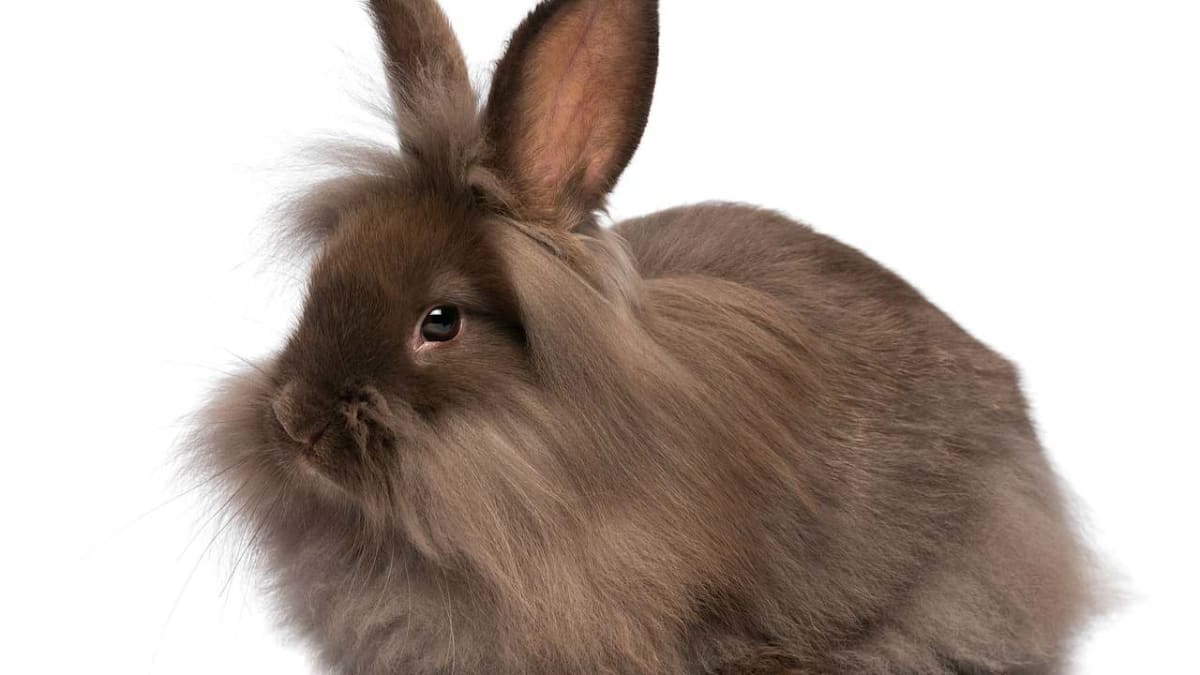 What Is a Lionhead Rabbit Howcast