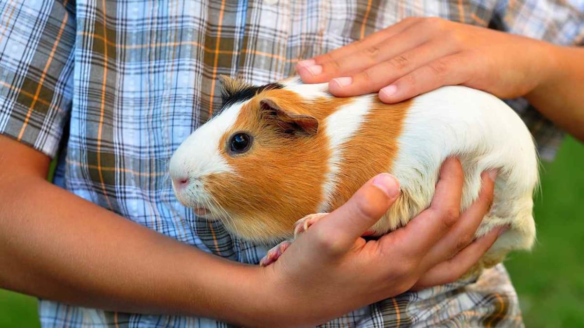 Guinea pig pups for sale discount