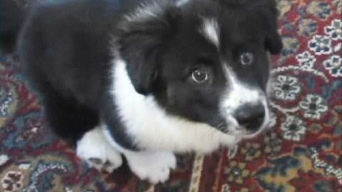 Ckc find a breeder hotsell