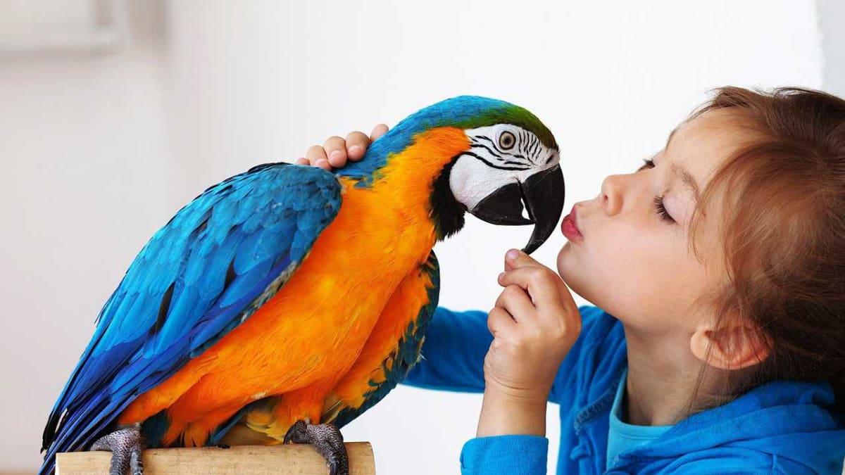 Best birds 2025 for children's pets
