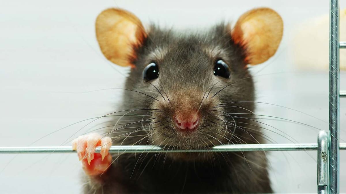 Pet shop rat setup