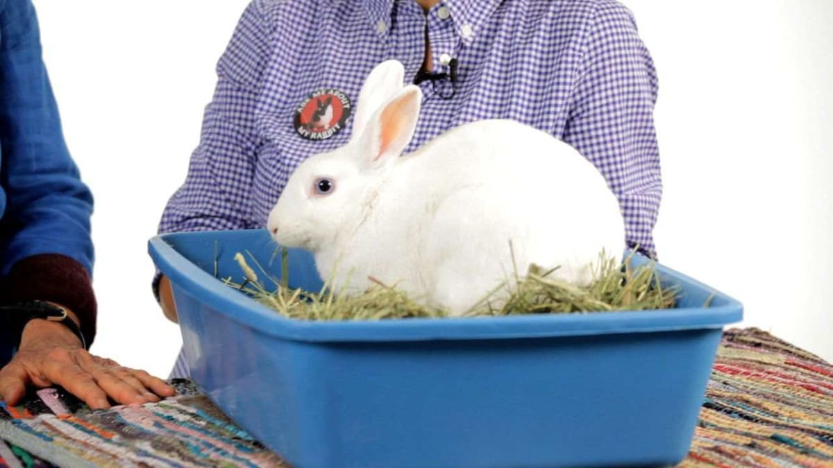 Can Pet Rabbits Be Litter Trained Howcast
