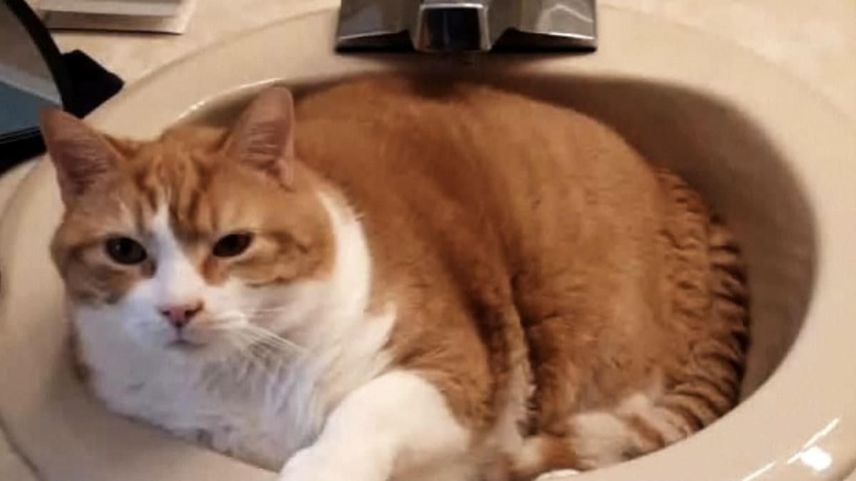 Cat urine out of hot sale mattress